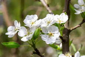 Pyrus c. 'Clapp's Favourite' - 7L pot/2 yr bush - image 5