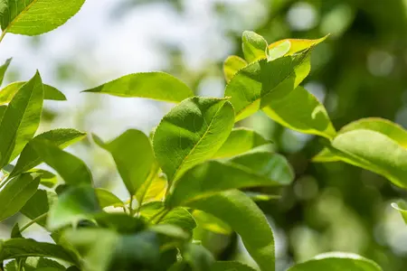 Pyrus c. 'Clapp's Favourite' - 1/2 STEM TRAINED C45 - image 4