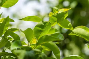 Pyrus c. 'Clapp's Favourite' - 1/2 STEM TRAINED C45 - image 4