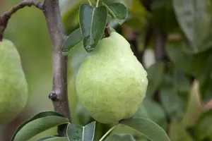 Pyrus c. 'Clapp's Favourite' - STDS 6-8 CM CONT - image 1
