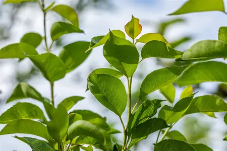 Pyrus c. 'Clapp's Favourite' - STDS 6-8 CM CONT - image 3