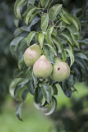 Pyrus c. ' Coloree de Juilette' - STDS 4-6 CM - image 5