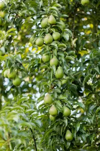 Pyrus c. 'Comtesse de Paris'