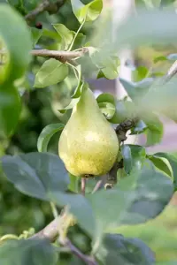 Pyrus c. 'Concorde' - 2 YR BUSH - image 5