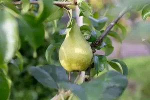 Pyrus c. 'Concorde' - 2 YR BUSH - image 4