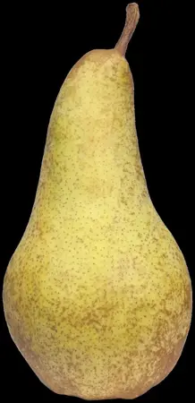 Pyrus c. 'Concorde' - C5 - BUSH - image 1