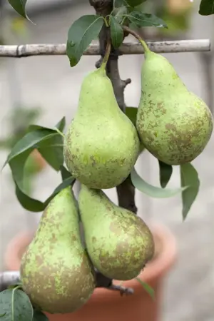 Pyrus c. 'Conference' - 7L pot/2 yr bush - image 3