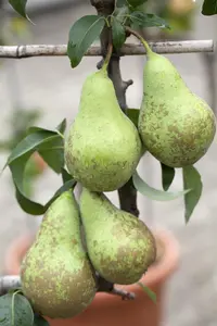 Pyrus c. 'Conference' - TRAINED 40 CM STEM, GIRTH 12-14 CM C35 - image 5
