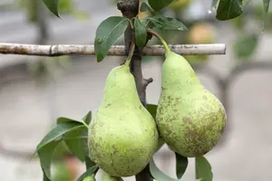 Pyrus c. 'Conference' - 1/2 STDS C7.5 - image 2