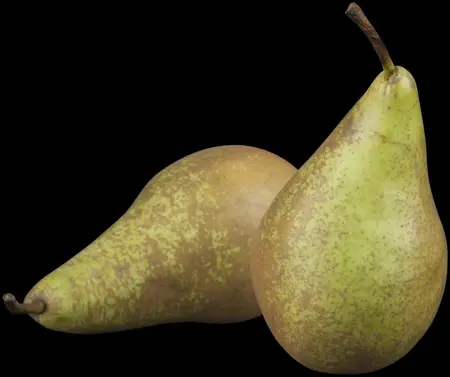 Pyrus c. 'Conference' - 1/2 STEM GIRTH 12-14 CM RB - image 2