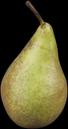 Pyrus c. 'Conference' - STDS 6-8 CM - image 1