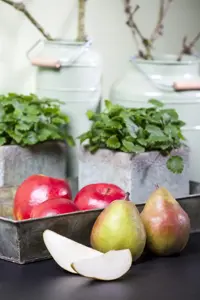 Pyrus c. 'Doyenn? du Comice' - 60-80 CM C2 WHIP - image 4