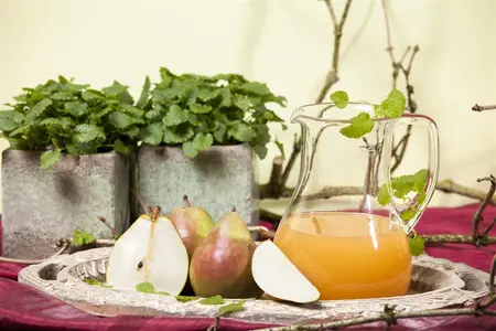 Pyrus c. 'Doyenn? du Comice' - 1/2 STDS C7.5 - image 5