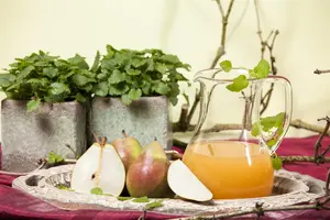 Pyrus c. 'Doyenn? du Comice' - 1/2 STDS C7.5 - image 5