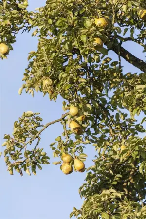 Pyrus c. 'Gieser Wildeman' - 1/2 STDS C10 - image 1