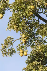 Pyrus c. 'Gieser Wildeman' - 1/2 STDS C10 - image 1