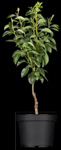 Pyrus c. 'Gieser Wildeman' - 1/2 STDS C10 - image 2