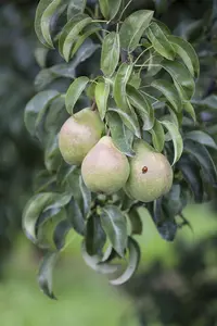 Pyrus c. 'Grev Moltke' - STDS 4-6 CM - image 5