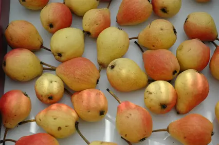 Pyrus c. 'Kruidenierspeer' - 1/2 STEM GIRTH 14-16 CM C35 - image 4