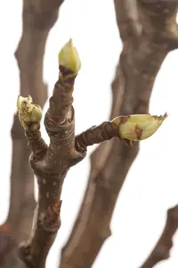 Pyrus c. 'Noordholl. Suikerpeer' - 1/2 STEM GIRTH 12-14 CM C35 - image 4