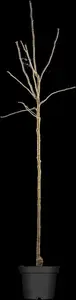 Pyrus c. 'Noordholl. Suikerpeer' - 1/2 STEM GIRTH 12-14 CM C35 - image 5