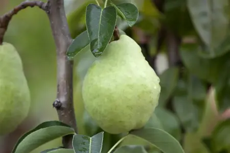 Pyrus c. 'Rode Williams' - 1/2 STDS BR - image 3