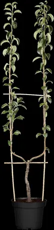 Pyrus c. 'Verdi' - STD 20-25 CM CONT    - image 5