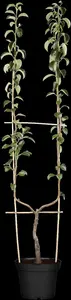 Pyrus c. 'Verdi' - STD 20-25 CM CONT    - image 5