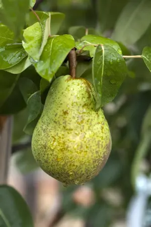 Pyrus c. 'Williams Bon Chr?tien' - U-SHAPE C25 - image 4