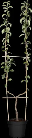 Pyrus c. 'Williams Bon Chr?tien' - U-SHAPE C25 - image 5