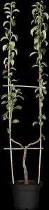Pyrus c. 'Williams Bon Chr?tien' - U-SHAPE C25 - image 5