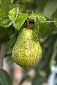 Pyrus c. 'Winterrietpeer' - STD 8-10 CM CONT     - image 2