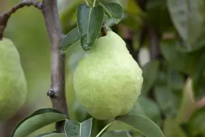 Pyrus c. 'Winterrietpeer' - 2 YR BUSH - image 3