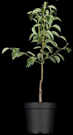 Pyrus c. 'Winterrietpeer' - 2 YR BUSH - image 2