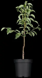 Pyrus c. 'Winterrietpeer' - 2 YR BUSH - image 2