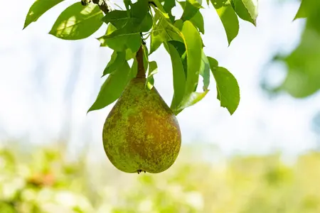 Pyrus c. 'Zoete Brederode' - 1/2 STAM, OMTREK 8-10 CM C35 - image 5