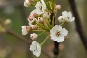 PYRUS call CHANTICLEER