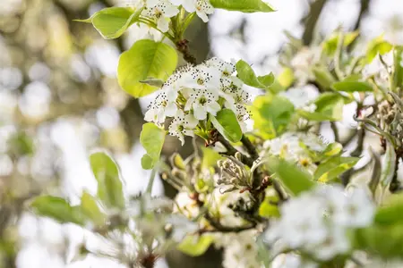 Pyrus calleryana 'Capitol' - STD 10-12 CM CONT   