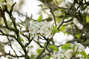 Pyrus calleryana 'Chanticleer' - STD 8-10 CM CONT     - image 2