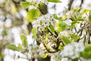 Pyrus calleryana 'Chanticleer' - TRAINED 200 CM STEM, GIRTH 14-16 CM C45 - image 3