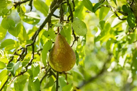 Pyrus comm. 'Duo Pear' - 2 YR BUSH - image 1