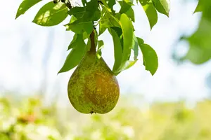 Pyrus comm. 'Duo Pear' - 2 YR BUSH - image 5