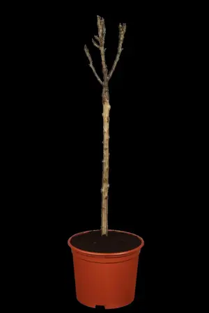 Pyrus communis - DOUBLE U-SHAPE C30 - image 1