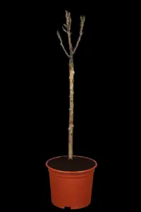 Pyrus communis - STDS 10-12 CM RB - image 1