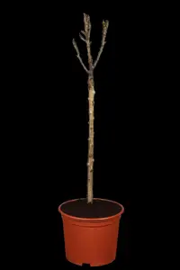 Pyrus communis - STD 20-25 CM CONT - image 5