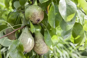 Pyrus communis - STD 14-16 CM CONT - image 4