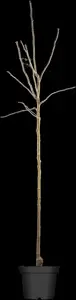 Pyrus communis - DOUBLE U-SHAPE C30 - image 5