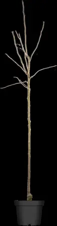 Pyrus communis - 60-80 CM C2 - image 5