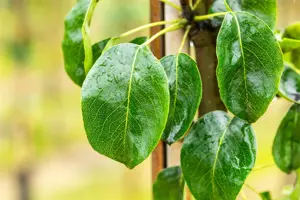 Pyrus communis 'Beech Hill' - 60-80 CM C3 WHIP - image 2