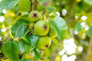 Pyrus communis 'Beech Hill'